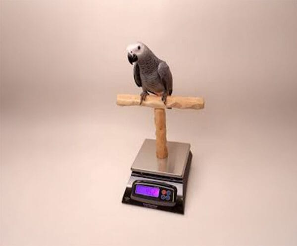Bird Weighing